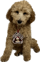 Personalized Custom Paw Shaped Wood Christmas Ornament - Dog, Cat And -  Pawfect House