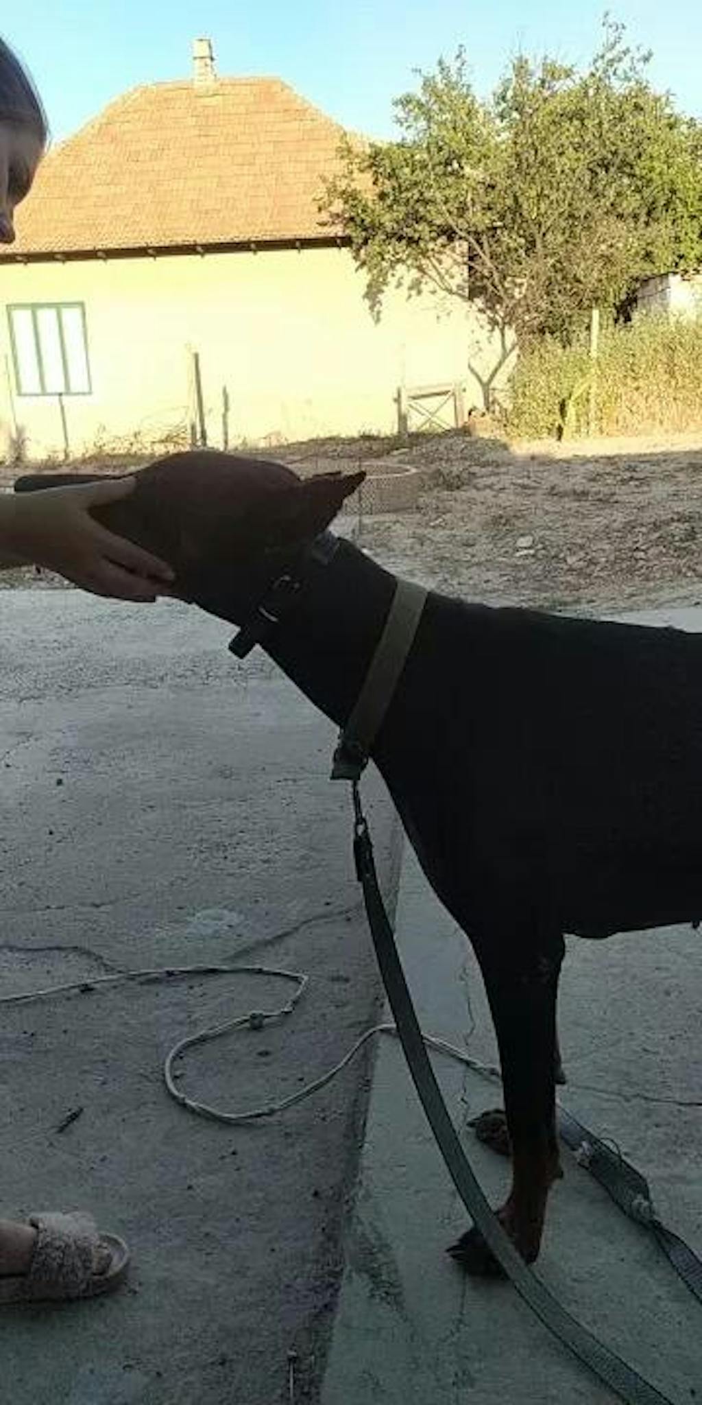 PawSense Dog Training Collar, Dog Shock Collar, E Collar Pawfect Way