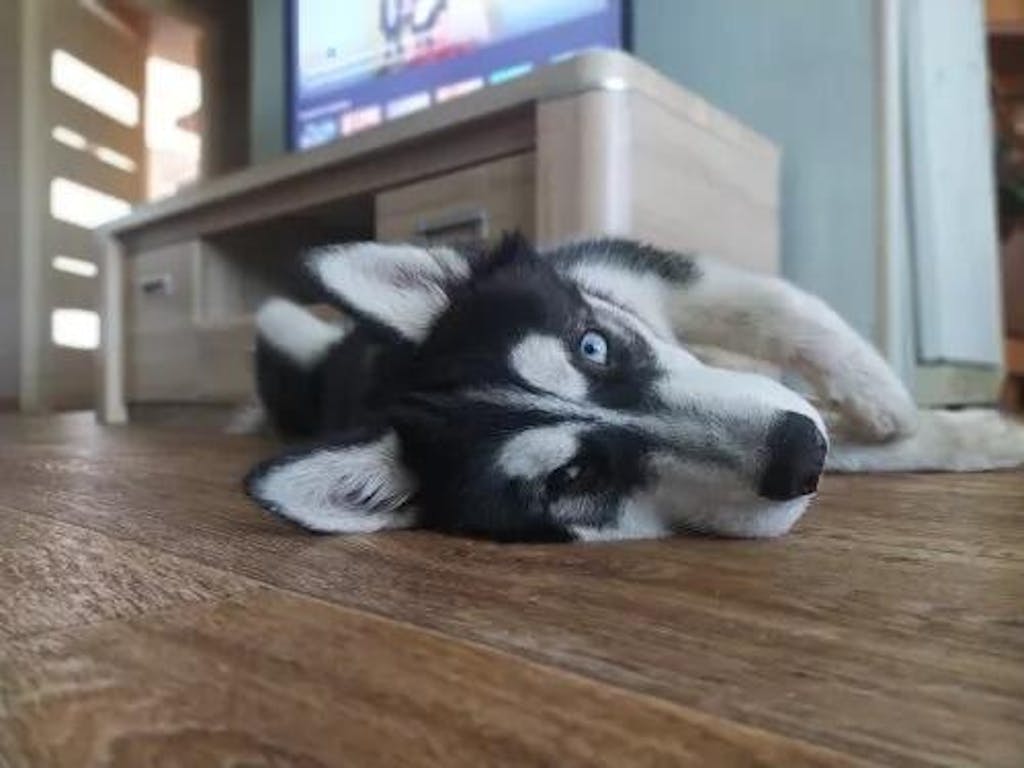 PawSense Dog Training Collar, Dog Shock Collar, E Collar Pawfect Way