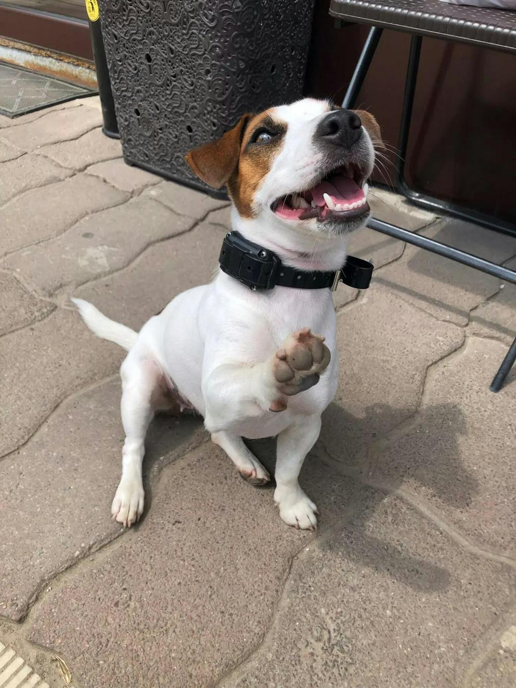 PawSense Dog Training Collar, Dog Shock Collar, E Collar Pawfect Way