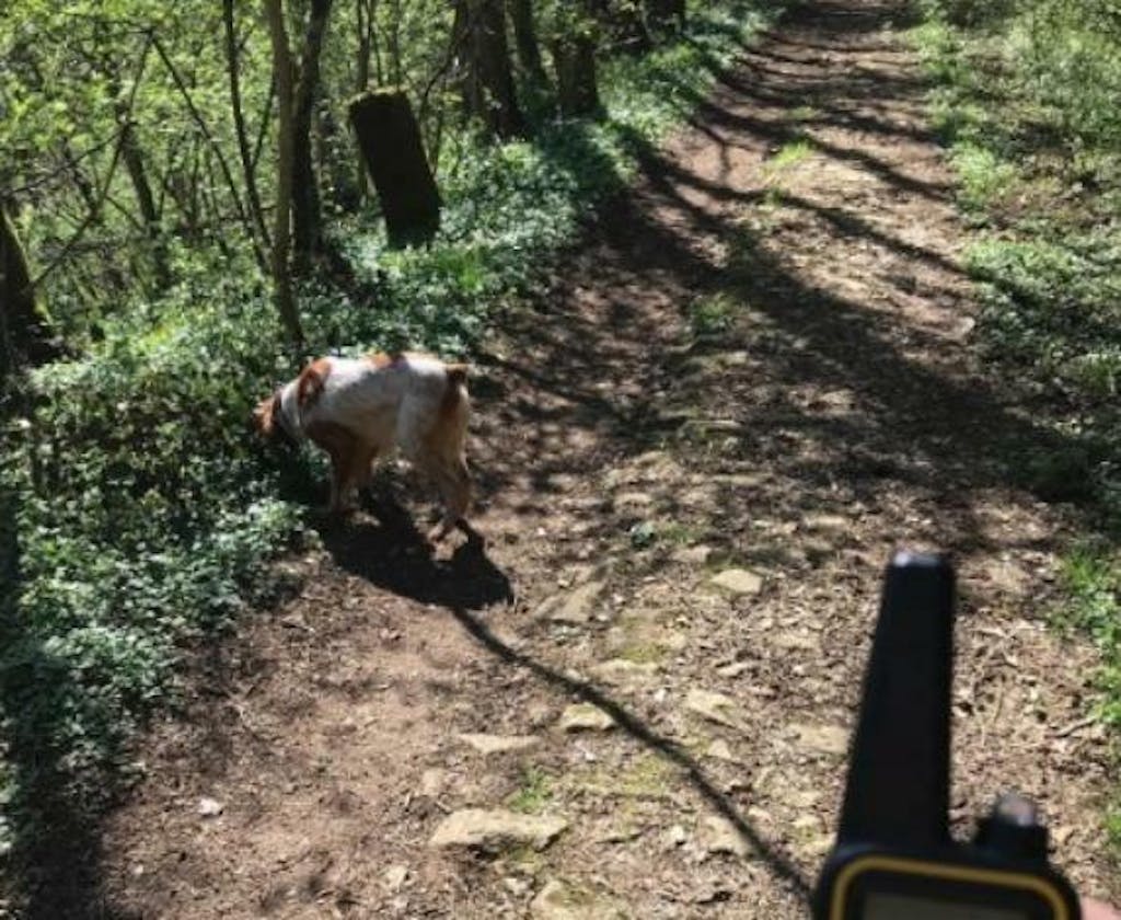 PawSense Dog Training Collar, Dog Shock Collar, E Collar Pawfect Way