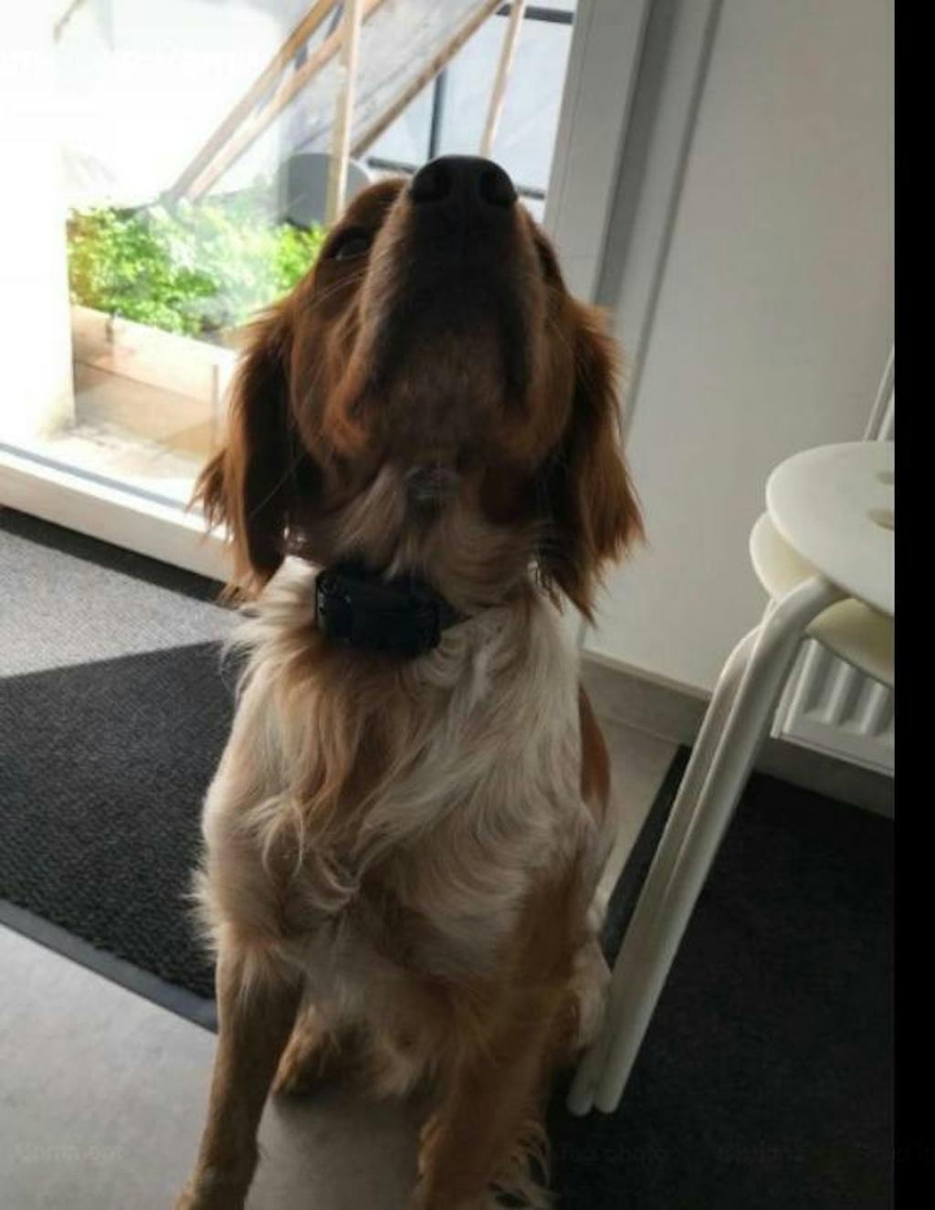 PawSense Dog Training Collar, Dog Shock Collar, E Collar Pawfect Way