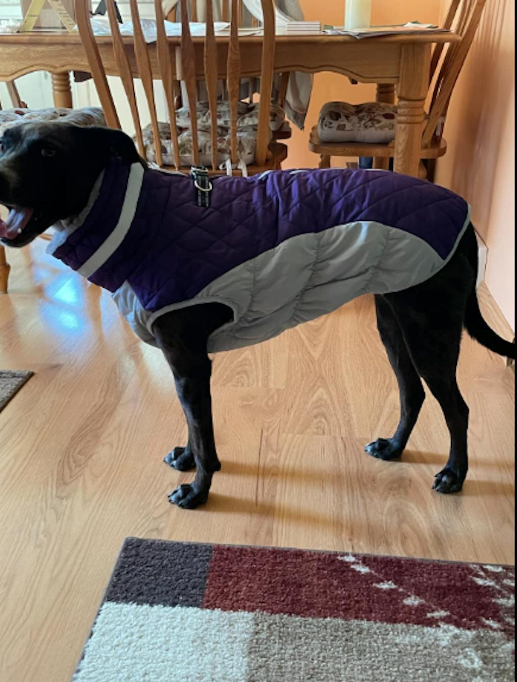 WoofFluff Outdoor Dog Coat HarnessReady, Weatherproof, and