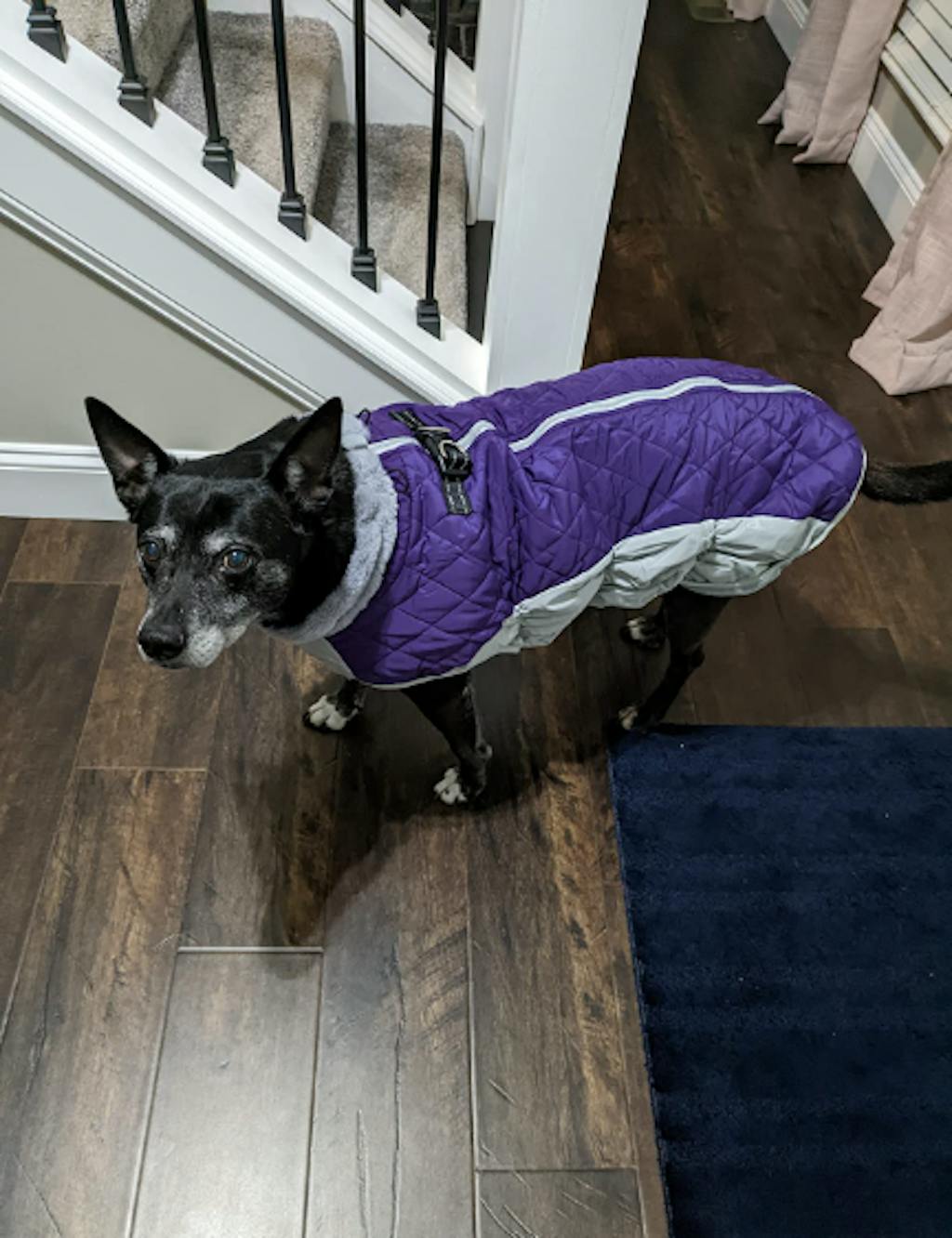 WoofFluff Outdoor Dog Coat HarnessReady, Weatherproof, and