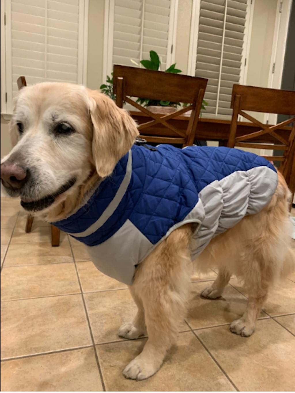 WoofFluff Outdoor Dog Coat HarnessReady, Weatherproof, and