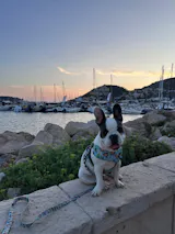 Arnés ajustable Doo-dog