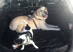 Pawmanity Cargo Liner