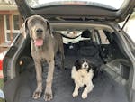 Pawmanity Cargo Liner