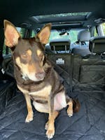 Pawmanity Cargo Liner