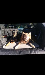 Pawmanity Cargo Liner