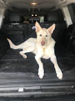 Pawmanity Cargo Liner