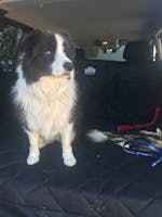 Pawmanity Cargo Liner