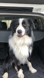 Pawmanity Cargo Liner