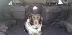 Pawmanity Cargo Liner