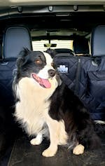 Pawmanity Cargo Liner