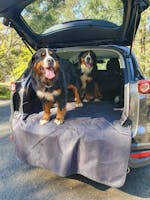 Pawmanity Cargo Liner
