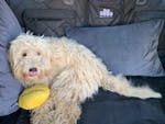 Pawmanity Cargo Liner