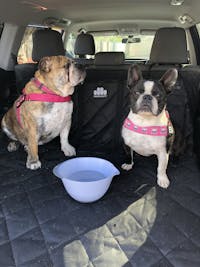 Pawmanity Cargo Liner
