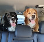 Pawmanity Cargo Liner