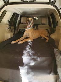 Pawmanity Cargo Liner