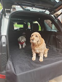 Pawmanity Cargo Liner