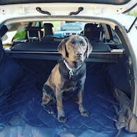 Pawmanity Cargo Liner