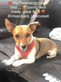 Pawmanity Cargo Liner