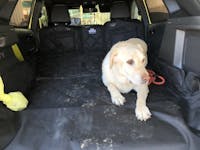 Pawmanity Cargo Liner