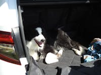 Pawmanity Cargo Liner