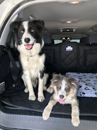 Pawmanity Cargo Liner