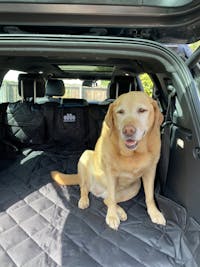 Pawmanity Cargo Liner