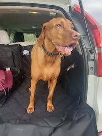 Pawmanity Cargo Liner