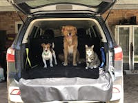 Pawmanity Cargo Liner