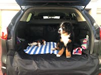 Pawmanity Cargo Liner