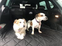 Pawmanity Cargo Liner