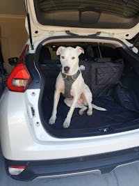 Pawmanity Cargo Liner