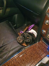 Pawmanity Front Seat Cover