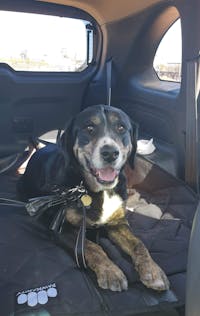 Pawmanity Cargo Liner