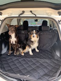 Pawmanity Cargo Liner