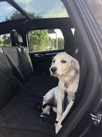 Pawmanity Window Hammock (Rear seat cover)