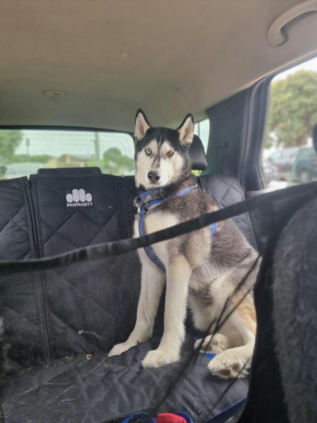 Window Car Hammock for dogs | Luxury Pet Travel | Pawmanity