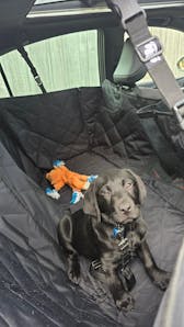 Pawmanity Deluxe Hammock