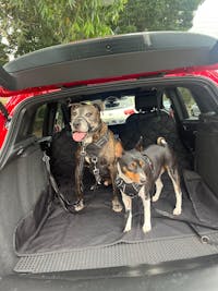 Pawmanity Classic Liner