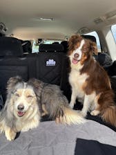 Pawmanity Cargo Liner