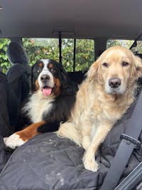 Pawmanity Deluxe Hammock