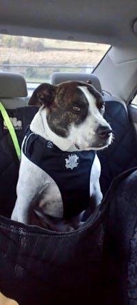 Pawmanity Window Hammock