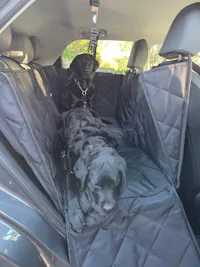 Pawmanity