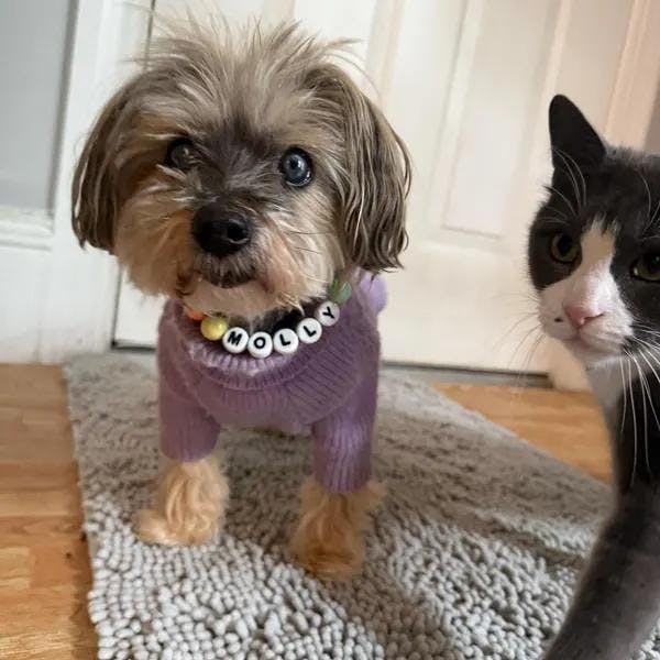 Pawpaya