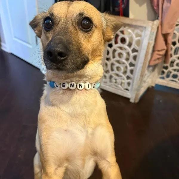 Pawpaya