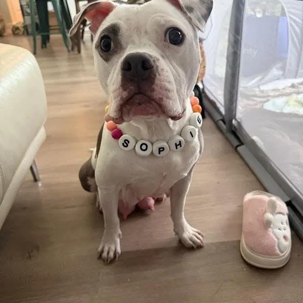 Pawpaya